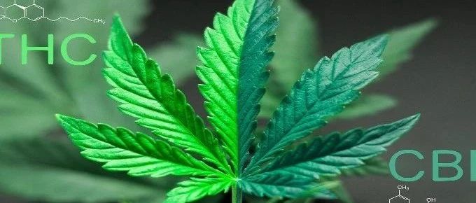 大麻酚类或可用于预防结肠癌？