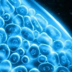 分子层面新指标或为确诊和判断肝癌预后提供新选择丨AASLD聚焦